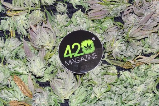 420 Magazine Sticker